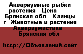 Аквариумные рыбки растения › Цена ­ 40 - Брянская обл., Клинцы г. Животные и растения » Аквариумистика   . Брянская обл.